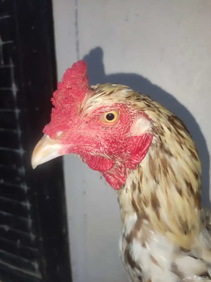 ما شاء الله ديك سندي 4