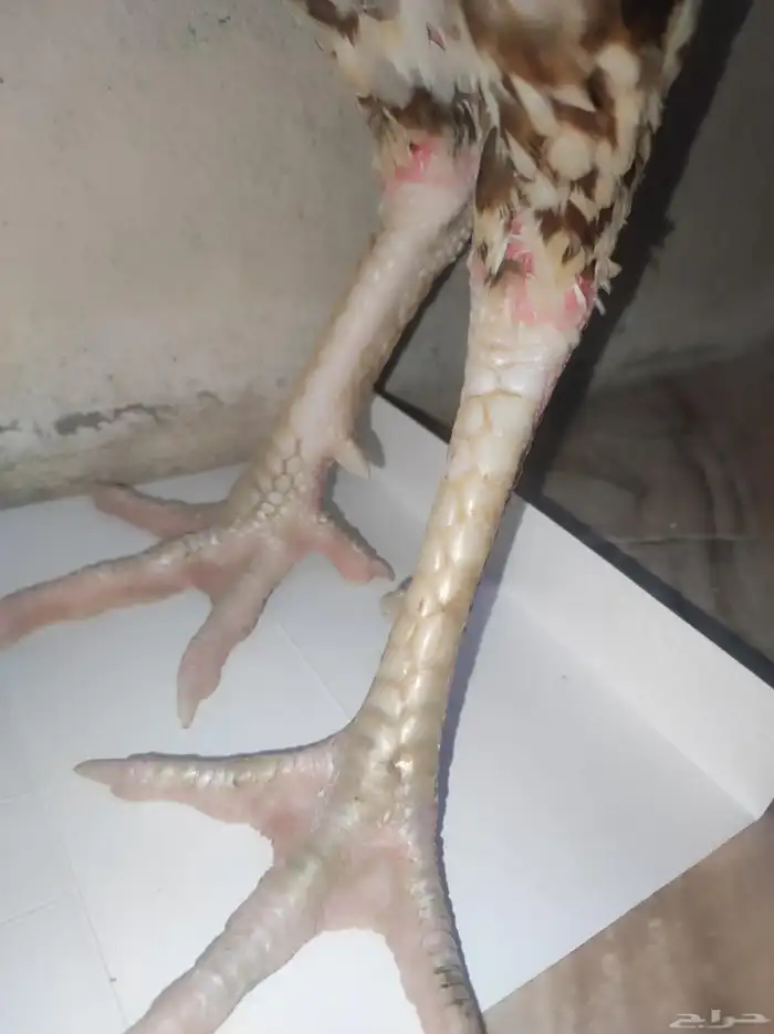 ما شاء الله ديك سندي 1