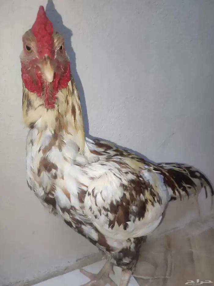 ما شاء الله ديك سندي 0