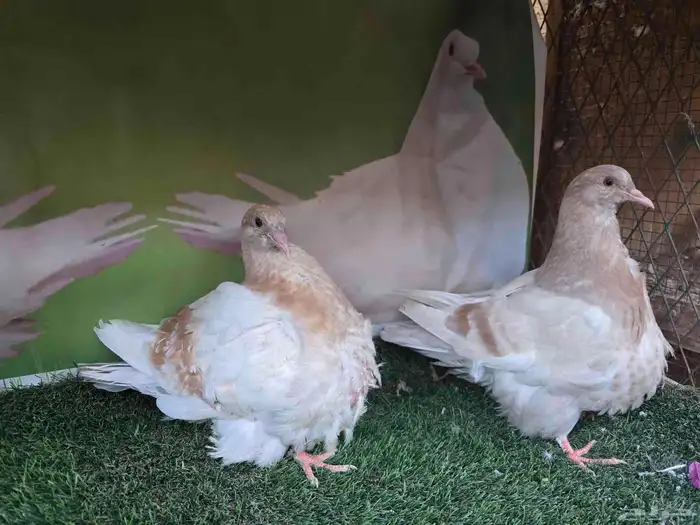 للبيع فروخ حمام فرش 0