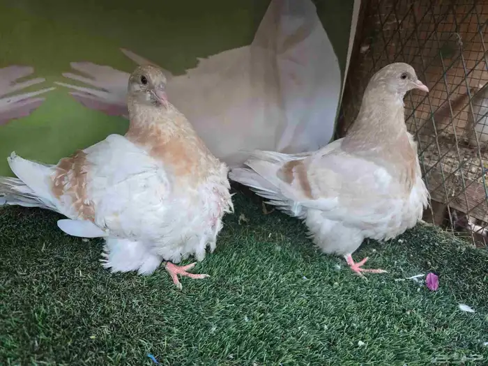 للبيع فروخ حمام فرش 1