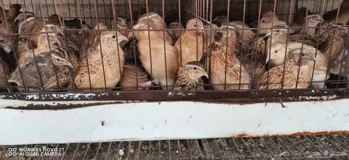 سمان للبيع 1