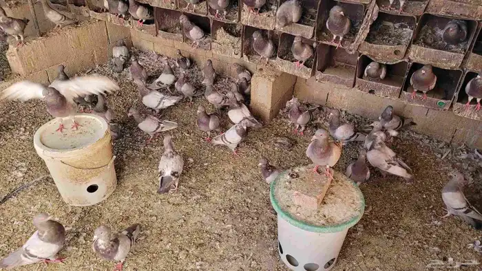 حمام سلفر للبيع 6