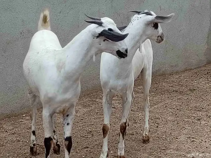 جفاربيشيات كحل صنف فاخر (تم البيع) 4