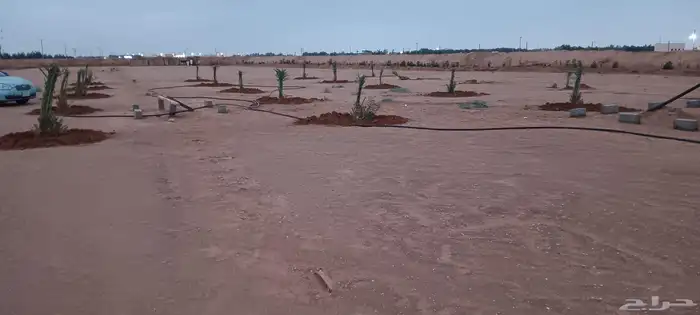 يوجد لدينا جميع انواع النخيل العربي والواشنطن تكريب النخيل 9