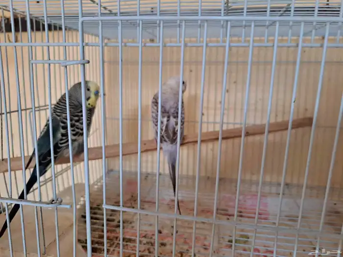 طيور بادجي أزواج وطبات للبيع 1