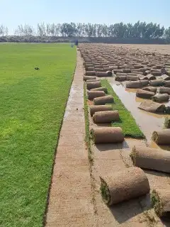 للتوصيل نجيله خضراء 3