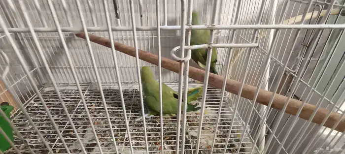 جوز دره هندي 1