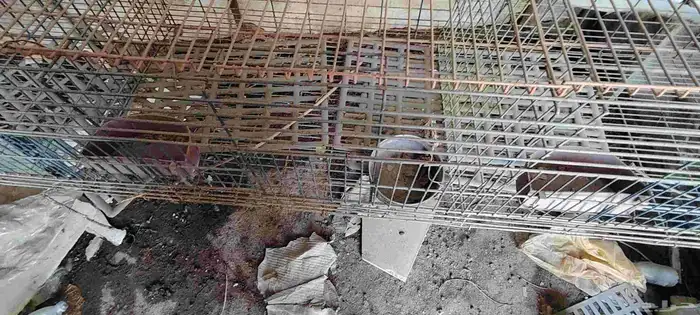 بطاريات ارانب للبيع 3