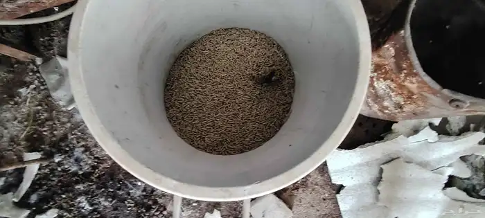 بطاريات ارانب للبيع 2
