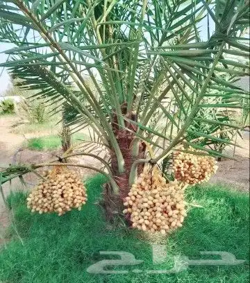 نخل مثمر نقايل جثايث نخل واشنطني صقعي برحي اخلاص سكري شيشي 3