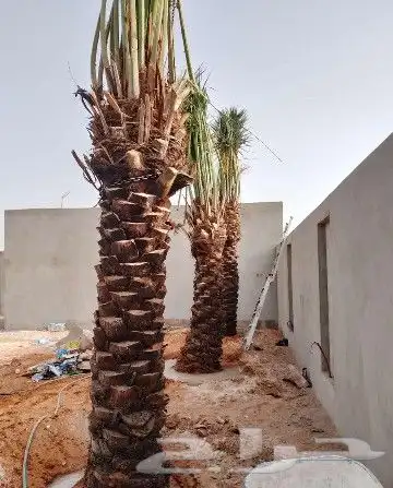 نخل مثمر نقايل جثايث نخل واشنطني صقعي برحي اخلاص سكري شيشي 1