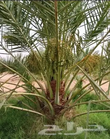 نخل مثمر نقايل جثايث نخل واشنطني صقعي برحي اخلاص سكري شيشي 2