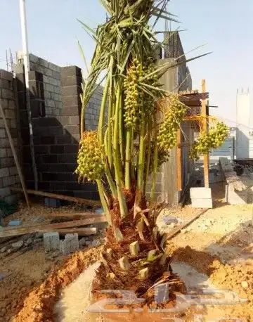 نخل مثمر نقايل جثايث نخل واشنطني صقعي برحي اخلاص سكري شيشي 0