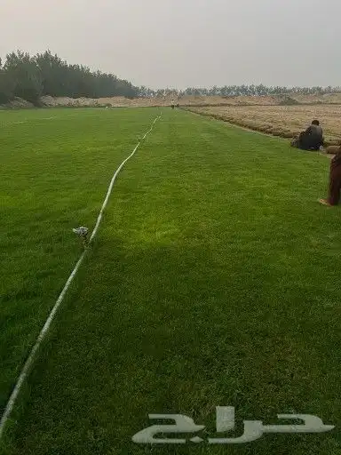 للتوصيل نجيله خضراء 5