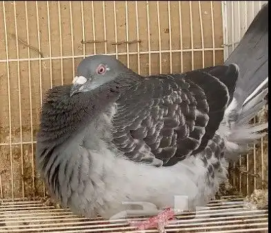 زاجل سباق موجود جوزين منتجة ابطال الابطال مجرب عيالهم الى250 3