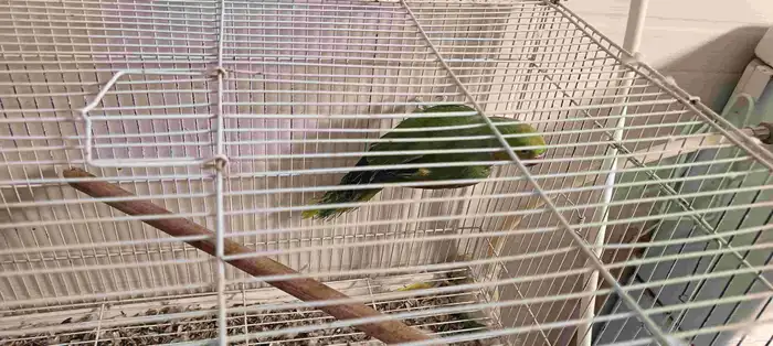 جوز دره هندي 2