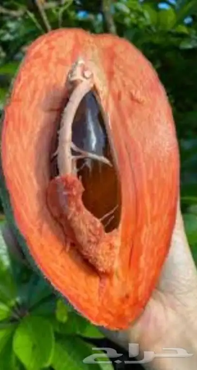 شتلات mamey  sapoteوشتلات شمعة حمل حرارة شديد ونادر 0