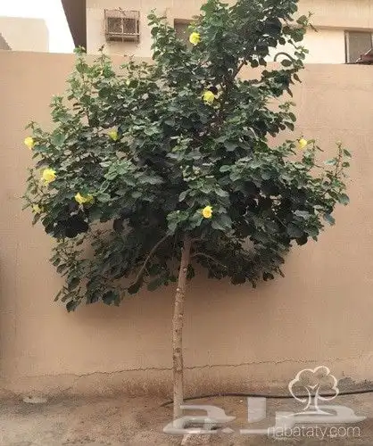 تنسيق حدائق 19