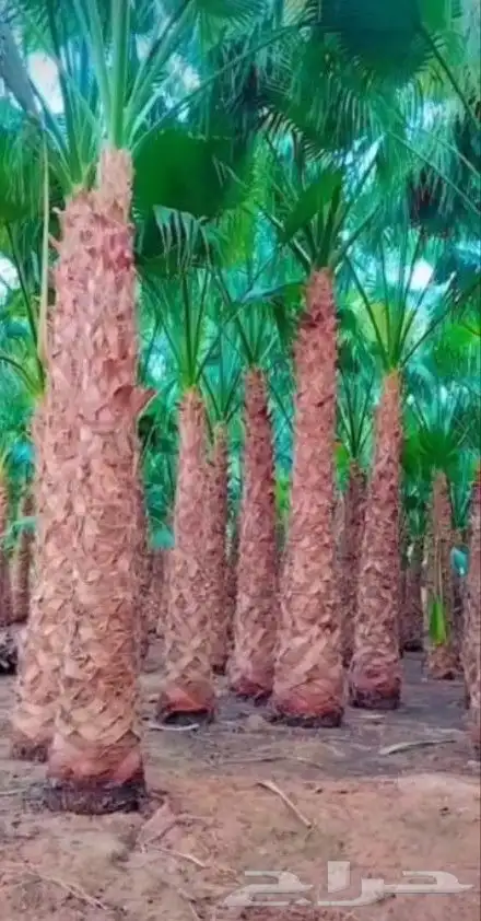 يوجد لدينا نخل واشنطني زينه امريكي بكل المقاسات وبسعار مناسب 9