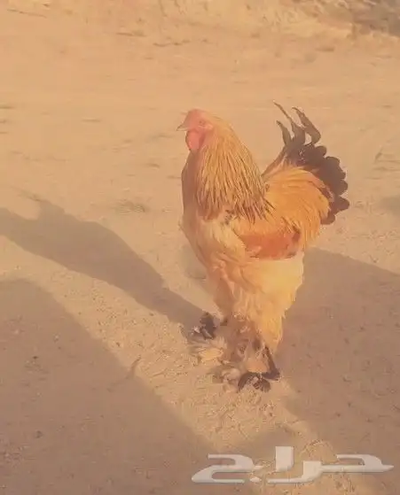 دجاج برهما 0