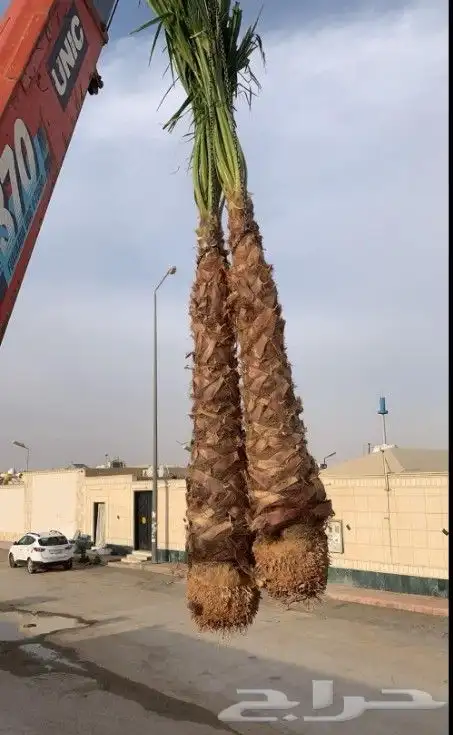 نخل واشنطن زينه 6