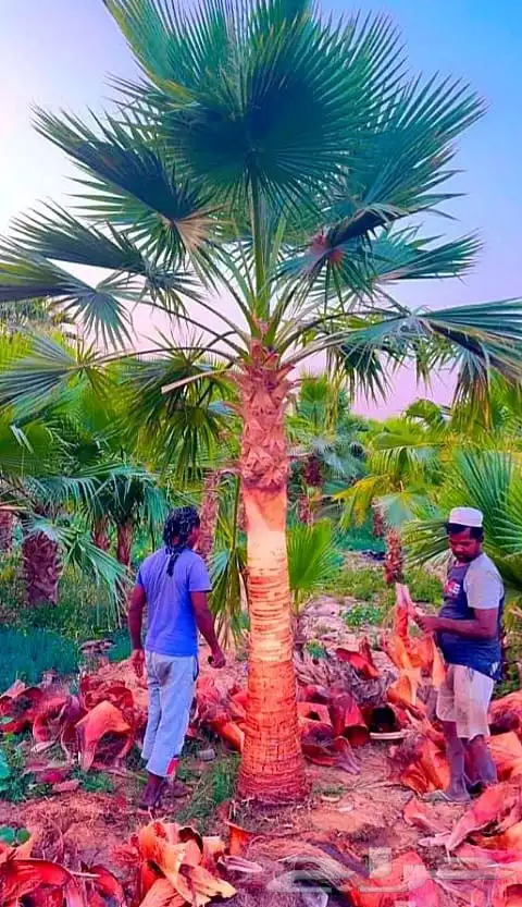 نخل واشنطني نخيل مثمر للبيع اخلاص صقعي هلالي مجدول سلج غر 4