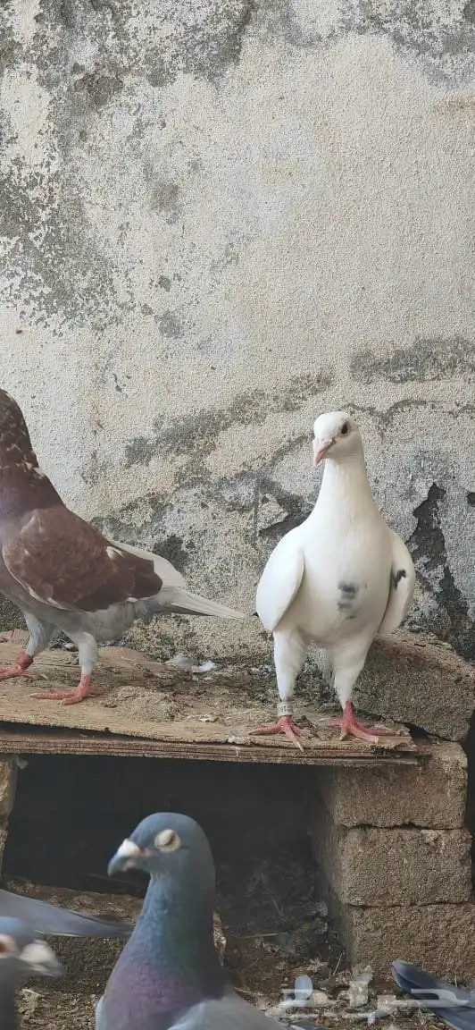 حمام زاجل للبيع سلالات ممتازه 1