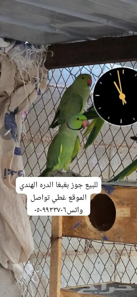 بغبغاء الدره الهندي عصافير تقدر تالف عل يدك يتكلم 0