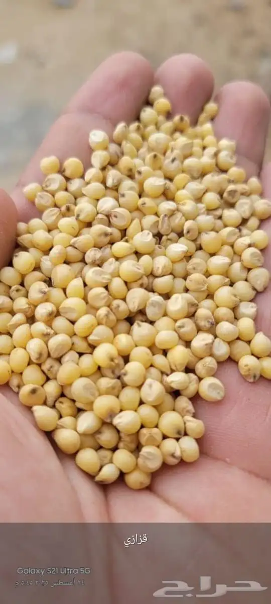 ذره صفرا قزازي 50 كيلو سعر280..وفيه نوع ثاني جراعه..240. 0