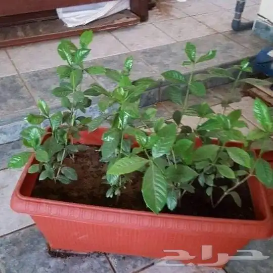 تنسيق حدائق 24