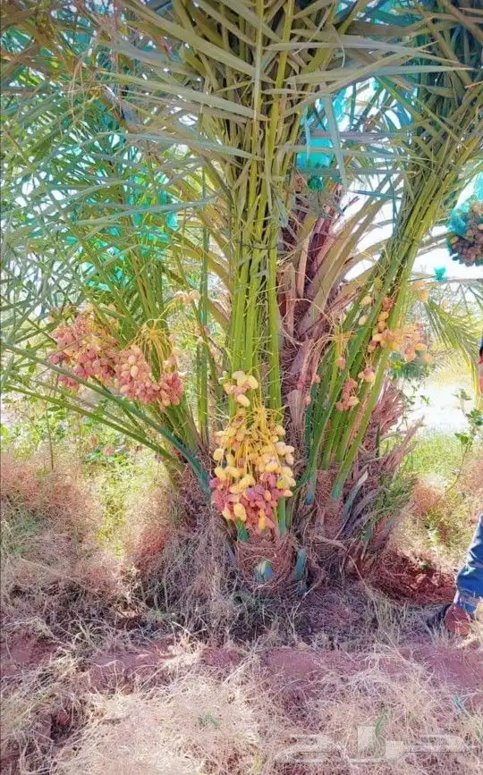 نخيل للبيع بجميع أنواعه ومقاساته 4