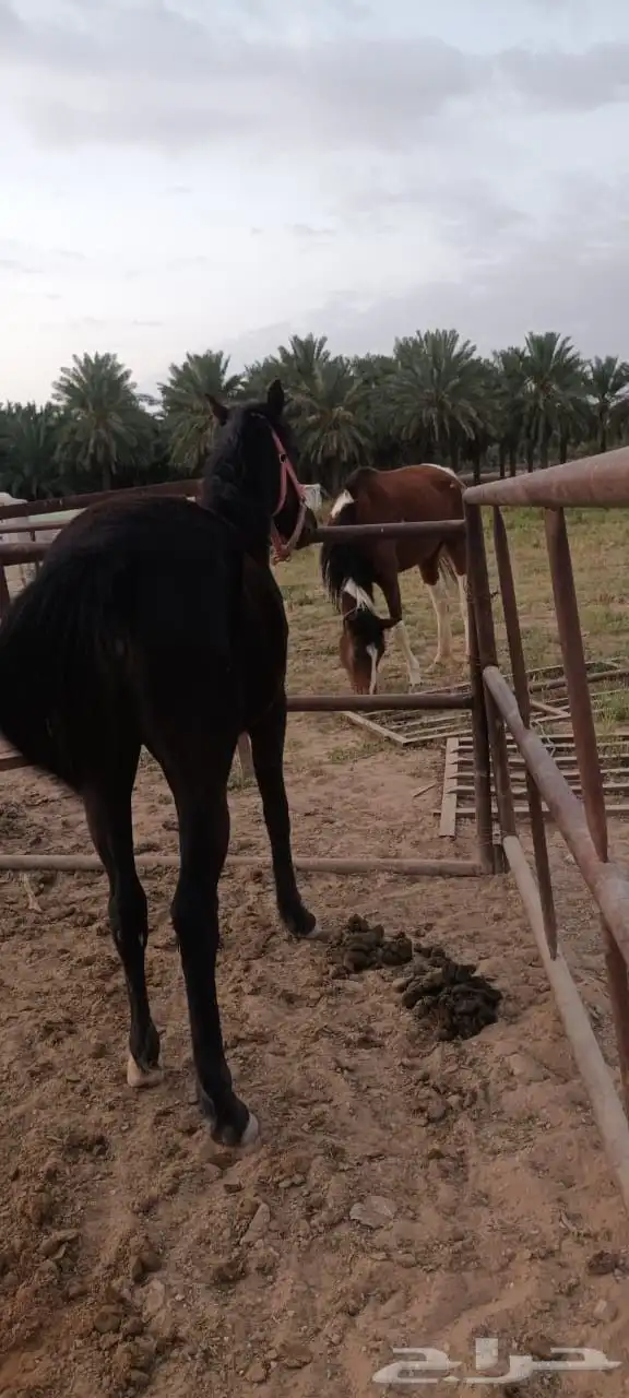 مهره شعبيه دهما 1
