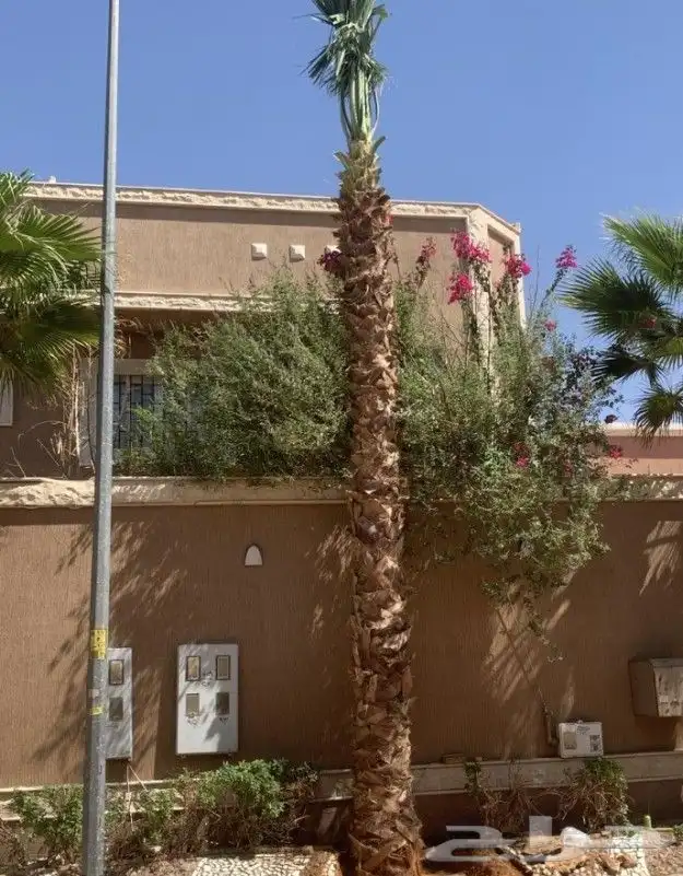 نخل واشنطن زينه 2