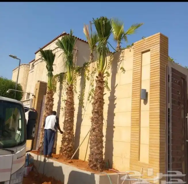 نخل واشنطن زينه 9