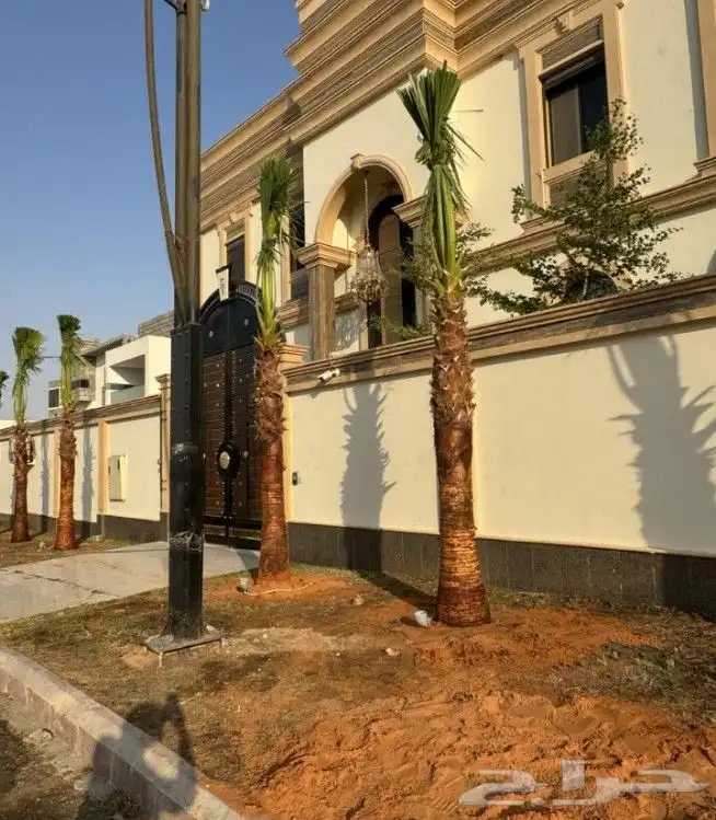 نخل واشنطن زينه 0