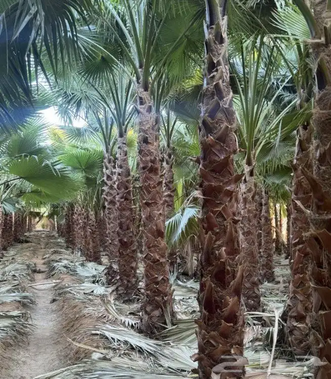 نخل واشنطن زينه 5