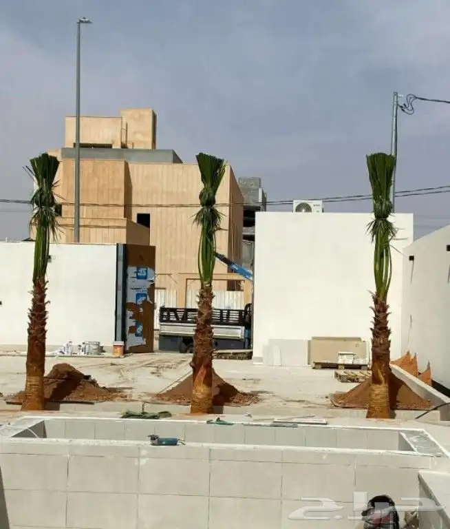 نخل واشنطن زينه 8