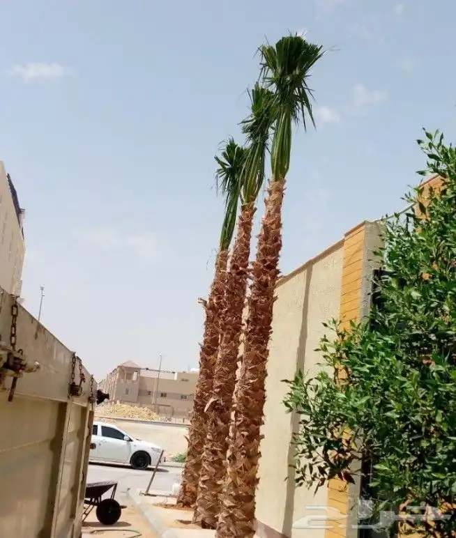 نخل واشنطن زينه 7