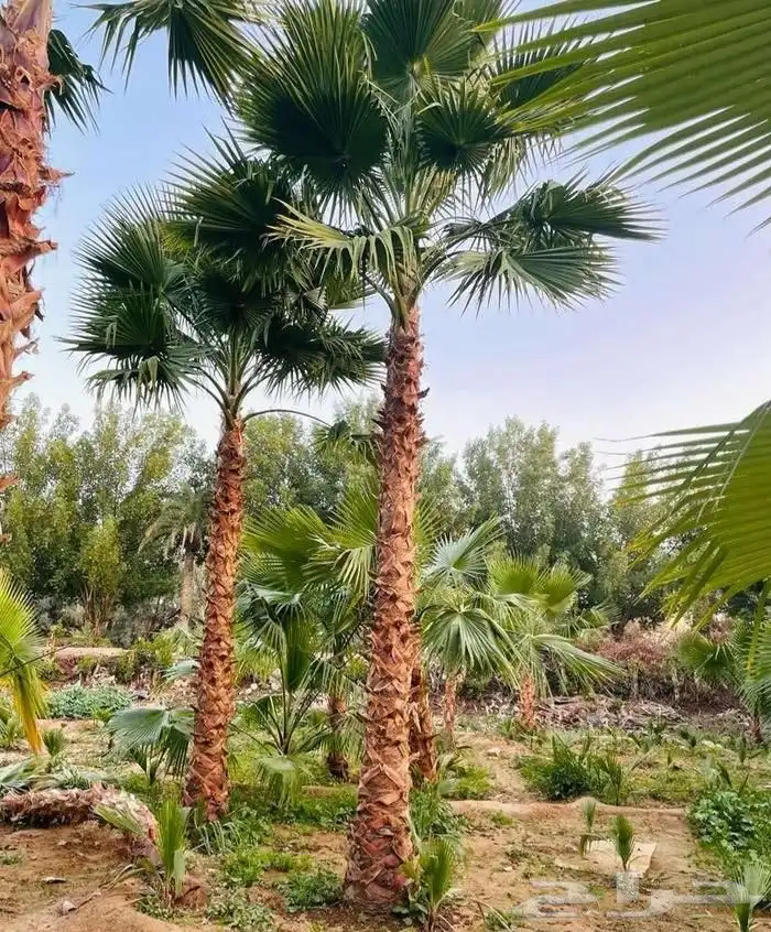 نخل واشنطني زينه واشنطن 8