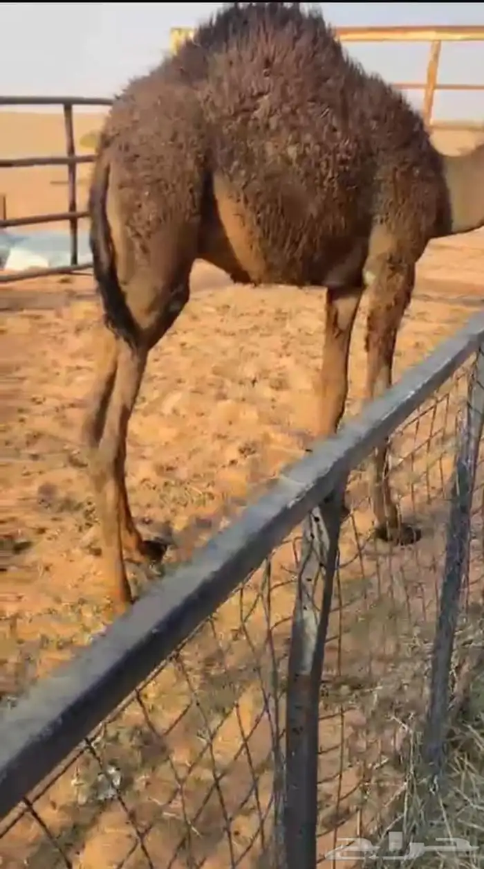 للبيع عشراء وضحاء تحتها قعود 3