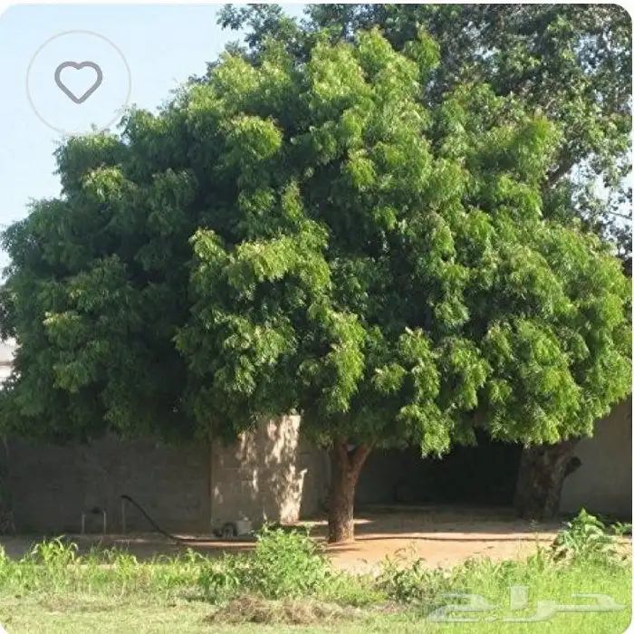 شجرة لبخ 3 متر 0