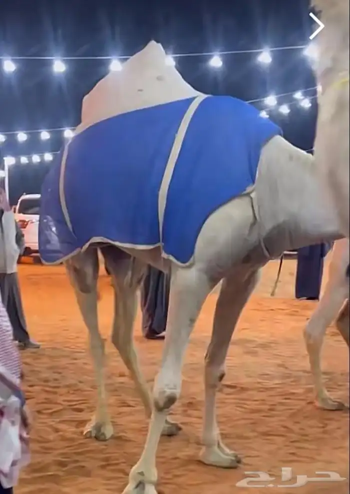 اجلة تفصيل جميع انواع الطربيل والاشرعة النعيرية خ 9