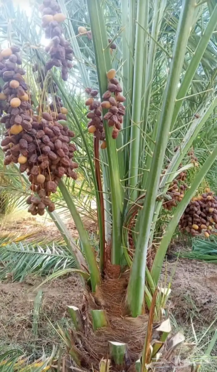 للبيع نخيل القصيم 1