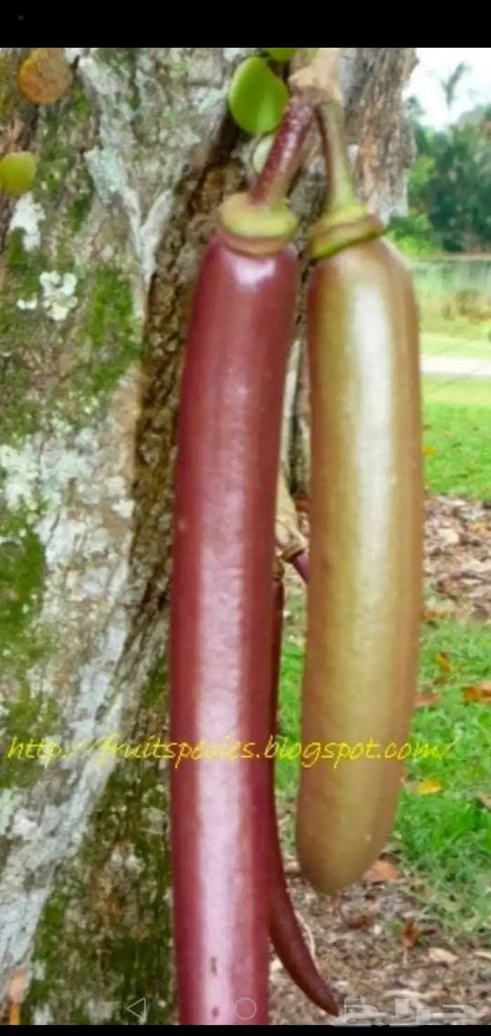 شتلات mamey  sapoteوشتلات شمعة حمل حرارة شديد ونادر 6