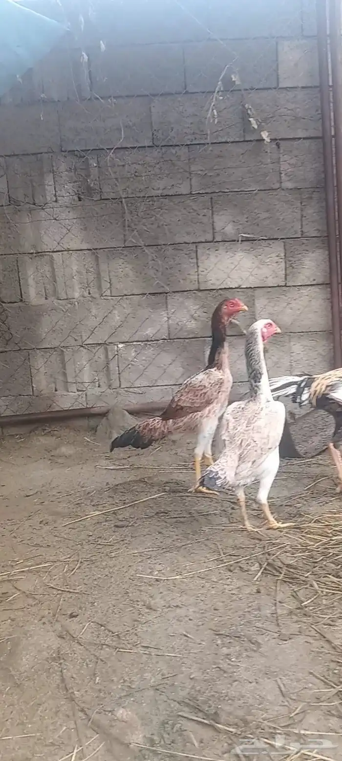 شامو ياباني 4