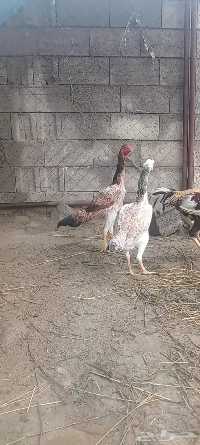 شامو ياباني 6