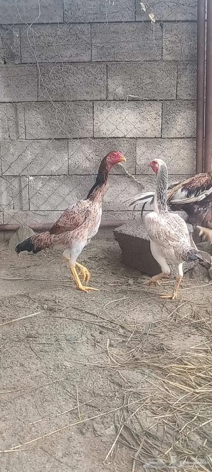 شامو ياباني 0