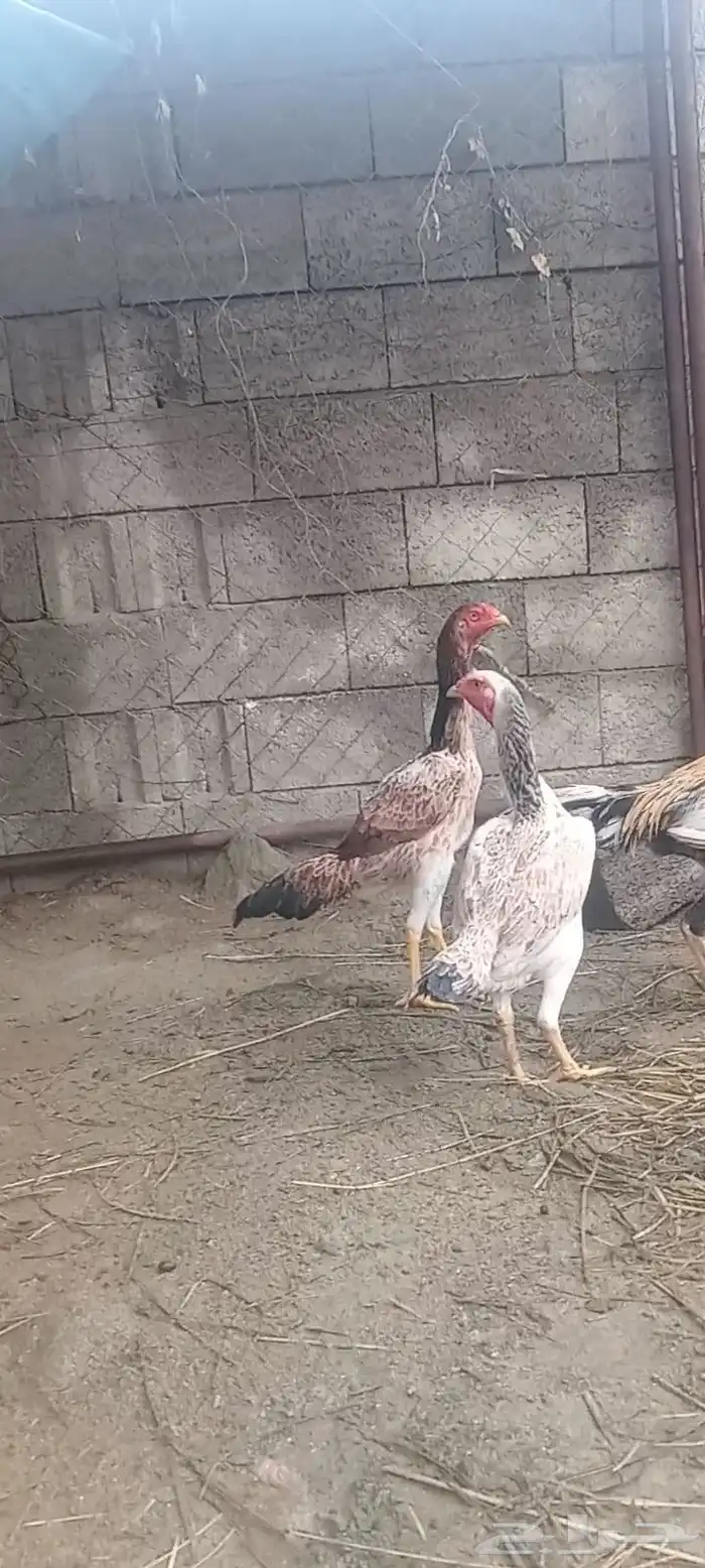 شامو ياباني 3