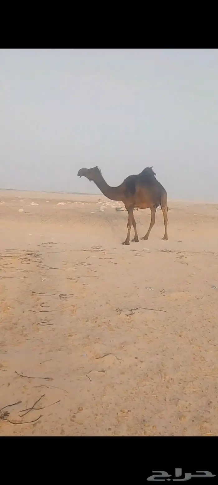 لقحه سلم العداريب لقحه في شهر 12انقليزي 0